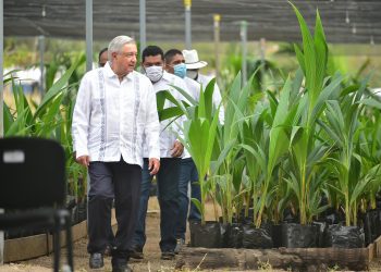 AMLO  evalúa avances de Sembrando Vida en Guerrero