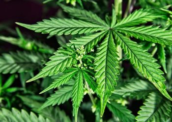 Decidirán comisiones si o no se aceptan cambios en regulación del Cannabis