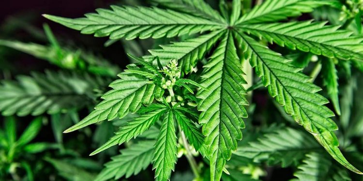 Decidirán comisiones si o no se aceptan cambios en regulación del Cannabis