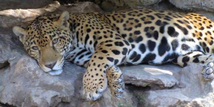 Semarnat y Fonatur liberan dos jaguares hembra en su hábitat natural