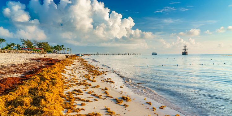 Regular control y aprovechamiento del sargazo, urgen en la Permanente