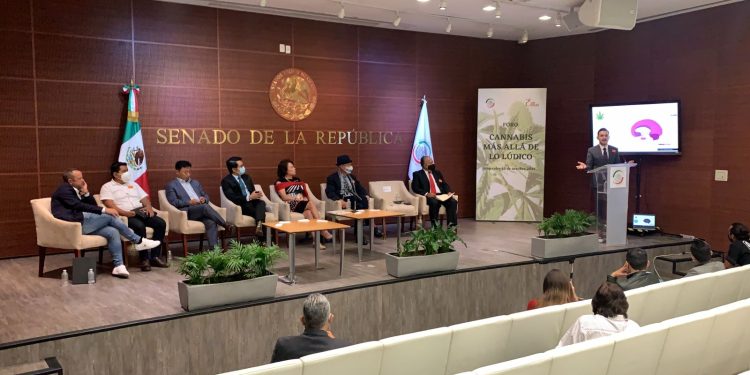 Regulación del cannabis generará empleos y será un golpe al narcotráfico, reiteran en el Senado