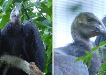 Se inclinan capitalinos por el Sol y la Luna para nombrar a crías de cóndor de California