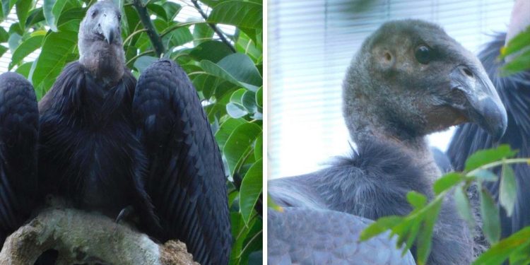 Se inclinan capitalinos por el Sol y la Luna para nombrar a crías de cóndor de California
